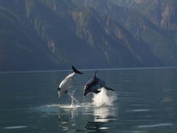Picture taken about 10 km West of Bella Coola, on the Wes... by Dan Lowndes 